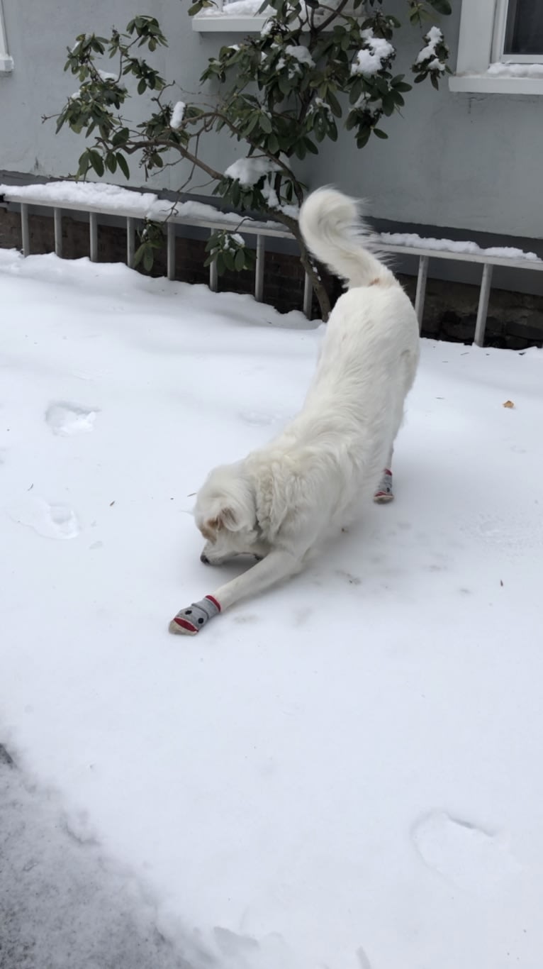 Walker, a Chow Chow and Labrador Retriever mix tested with EmbarkVet.com