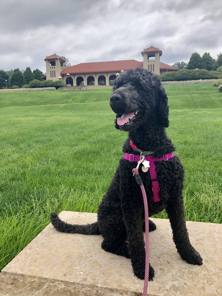 Photo of Sasha, a Poodle (Standard)  in St. Louis, Missouri, USA