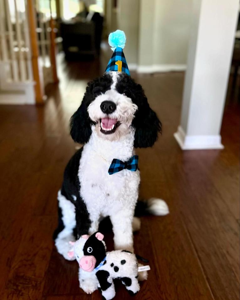George, a Bernedoodle tested with EmbarkVet.com