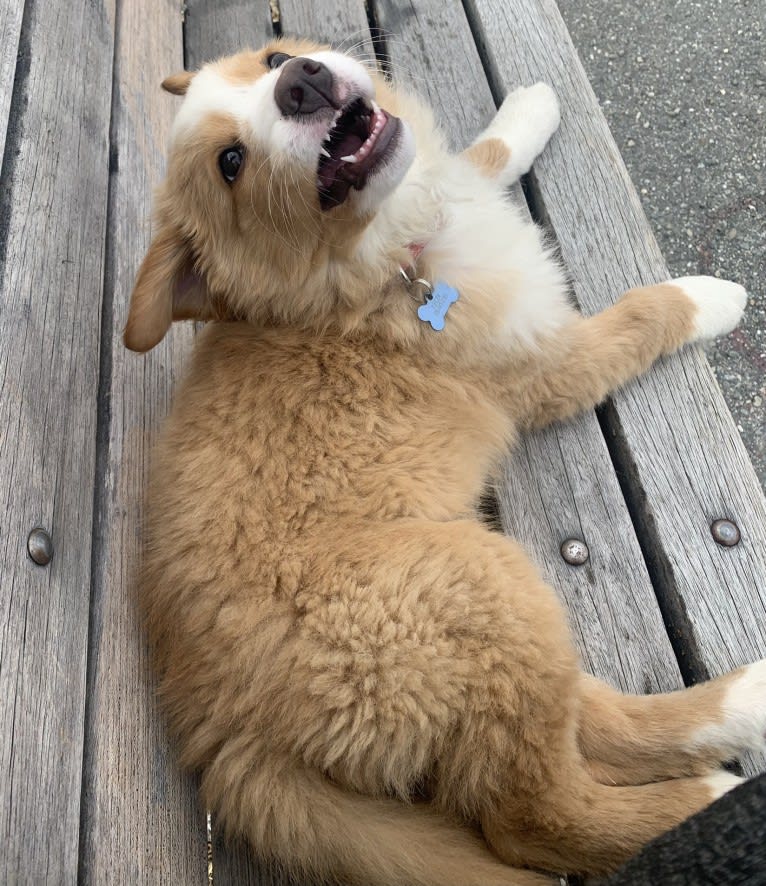 Kinley, a Bernese Mountain Dog and German Shepherd Dog mix tested with EmbarkVet.com