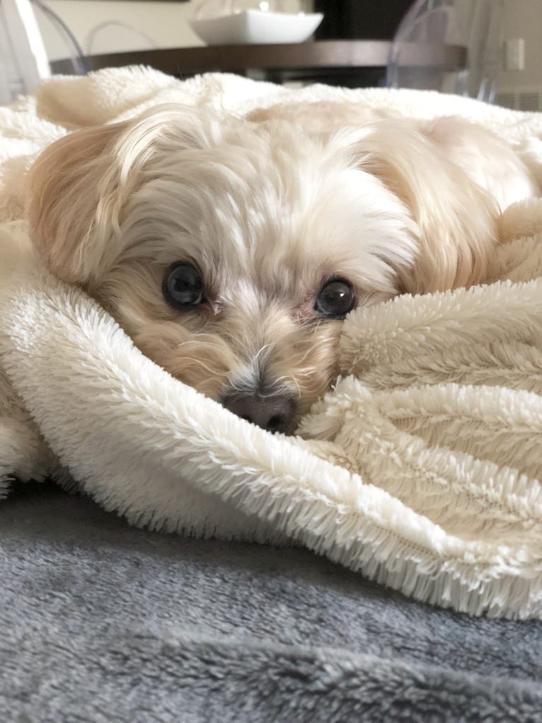 Sherman, a Maltipoo tested with EmbarkVet.com