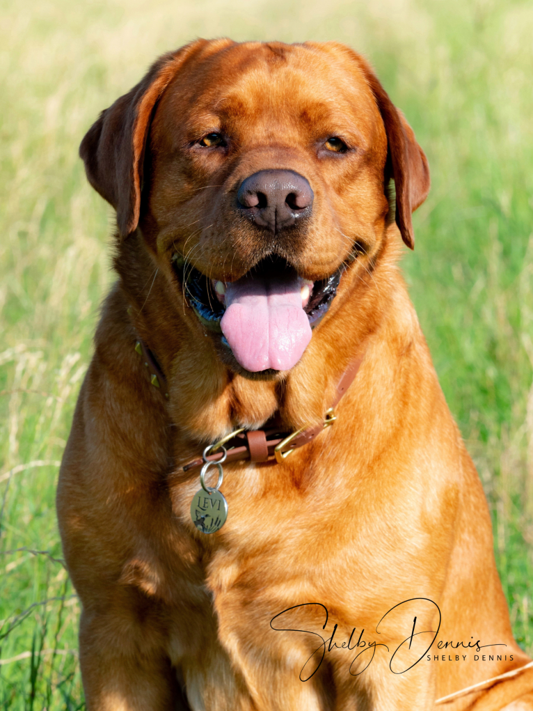 Levi, a Labrador Retriever tested with EmbarkVet.com