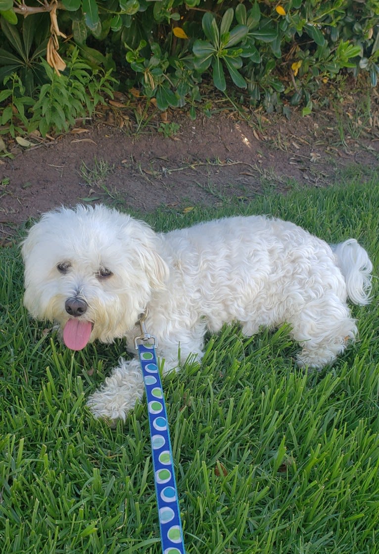 Benji, a Poodle (Small) and Bichon Frise mix tested with EmbarkVet.com