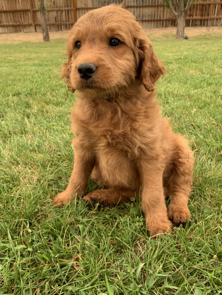 Gray Collar, a Goldendoodle tested with EmbarkVet.com