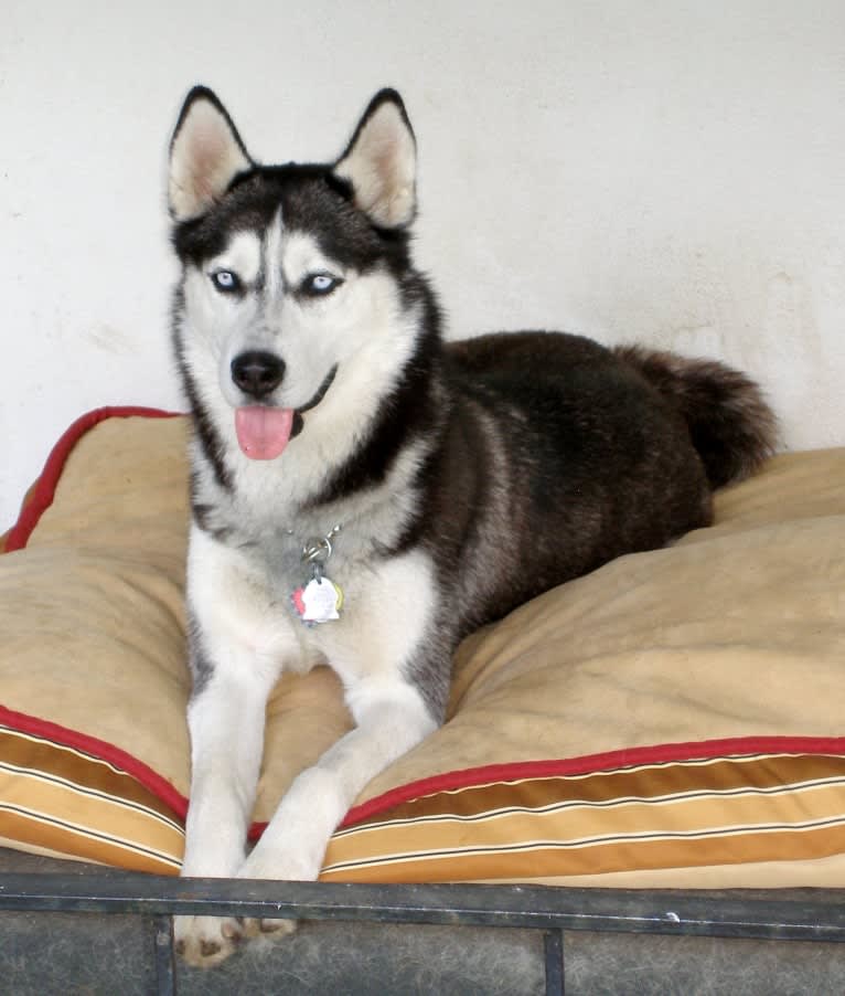 Nala, a Siberian Husky tested with EmbarkVet.com