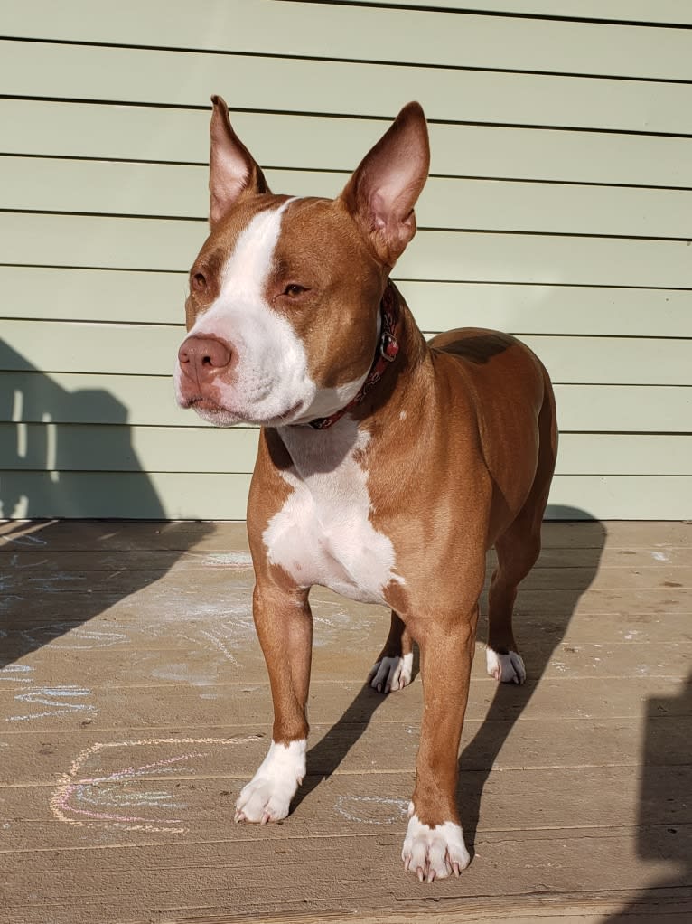 Photo of Luca, an American Pit Bull Terrier  in Lebanon, Connecticut, USA