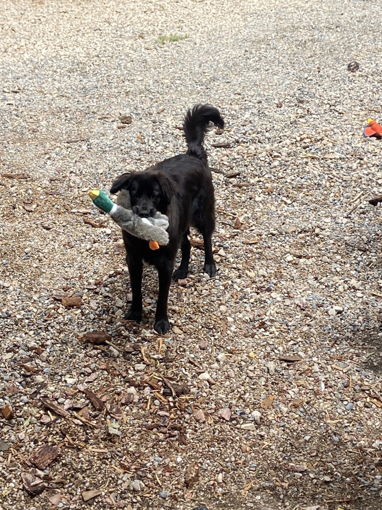 Ruth, an Australian Cattle Dog and Great Pyrenees mix tested with EmbarkVet.com