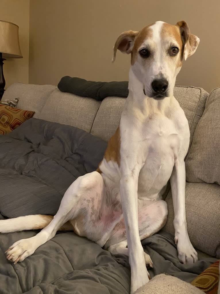 Embark Dog DNA Test Oti gallery