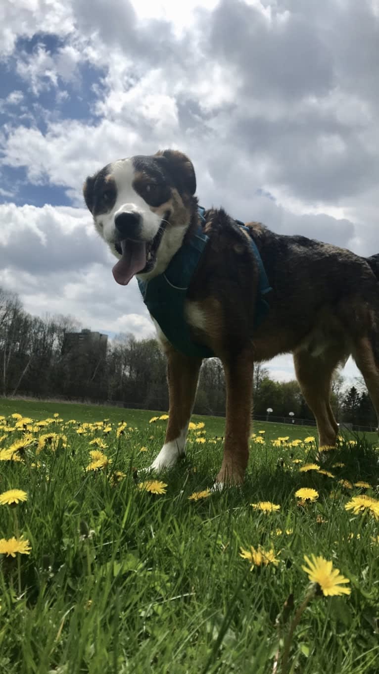 Dexter, a Bernese Mountain Dog and German Shepherd Dog mix tested with EmbarkVet.com