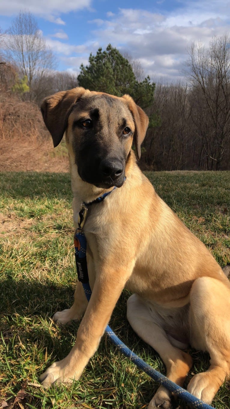 Tazz, an Anatolian Shepherd Dog and Labrador Retriever mix tested with EmbarkVet.com