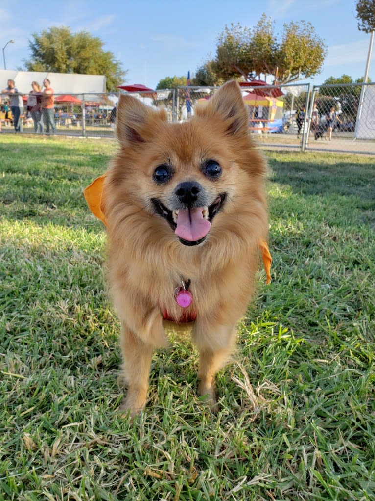 Miki, a Pomeranian and Miniature Pinscher mix tested with EmbarkVet.com