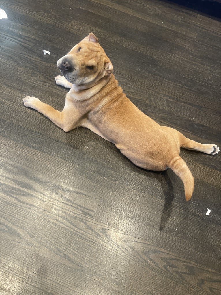 Giorgio, a Chinese Shar-Pei tested with EmbarkVet.com