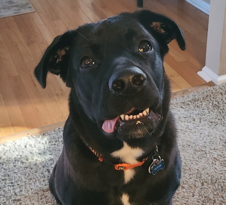 Hunter, a Labrador Retriever and American Bulldog mix tested with EmbarkVet.com