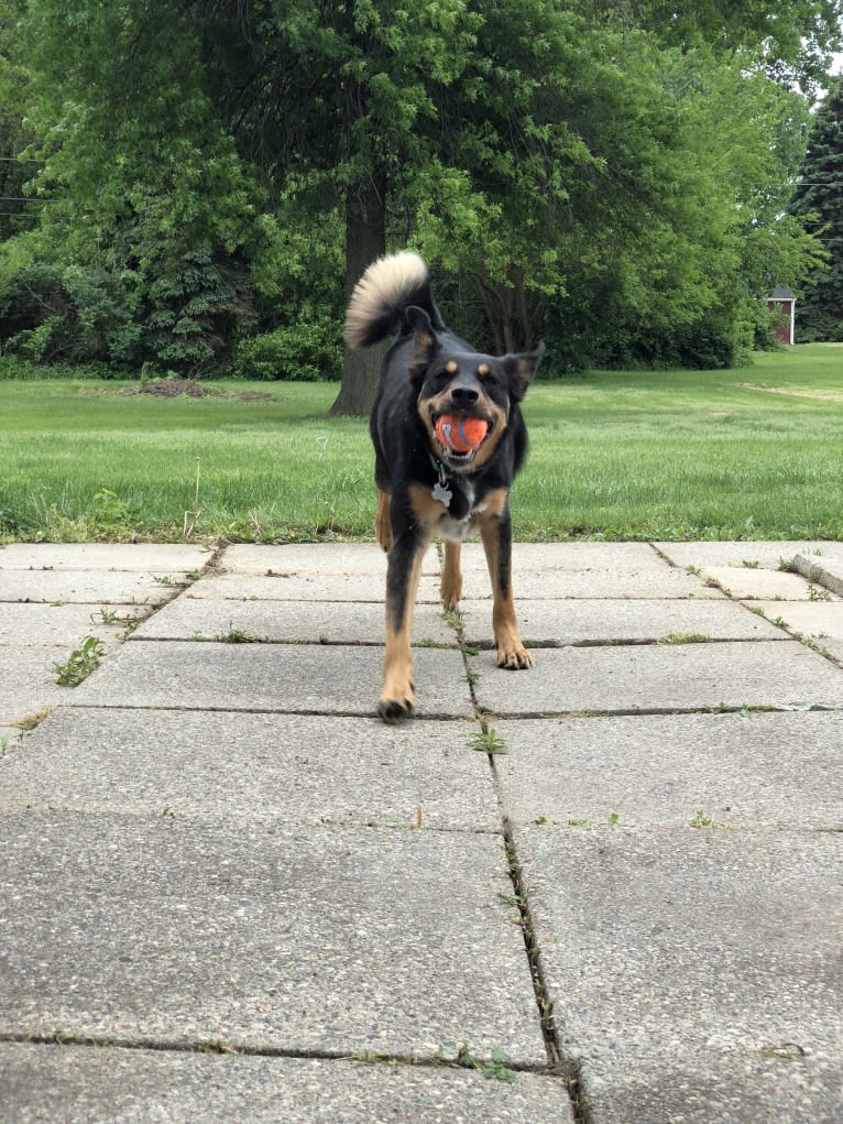 Cornelius, a Border Collie and Labrador Retriever mix tested with EmbarkVet.com