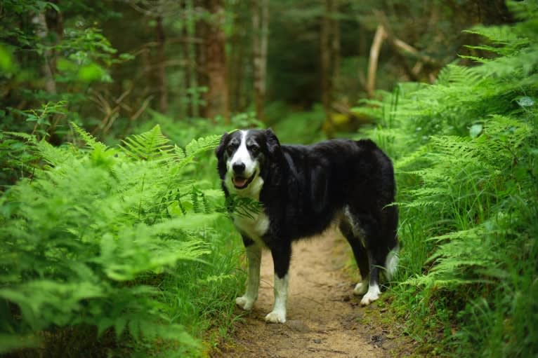 Jack, a Border Collie tested with EmbarkVet.com