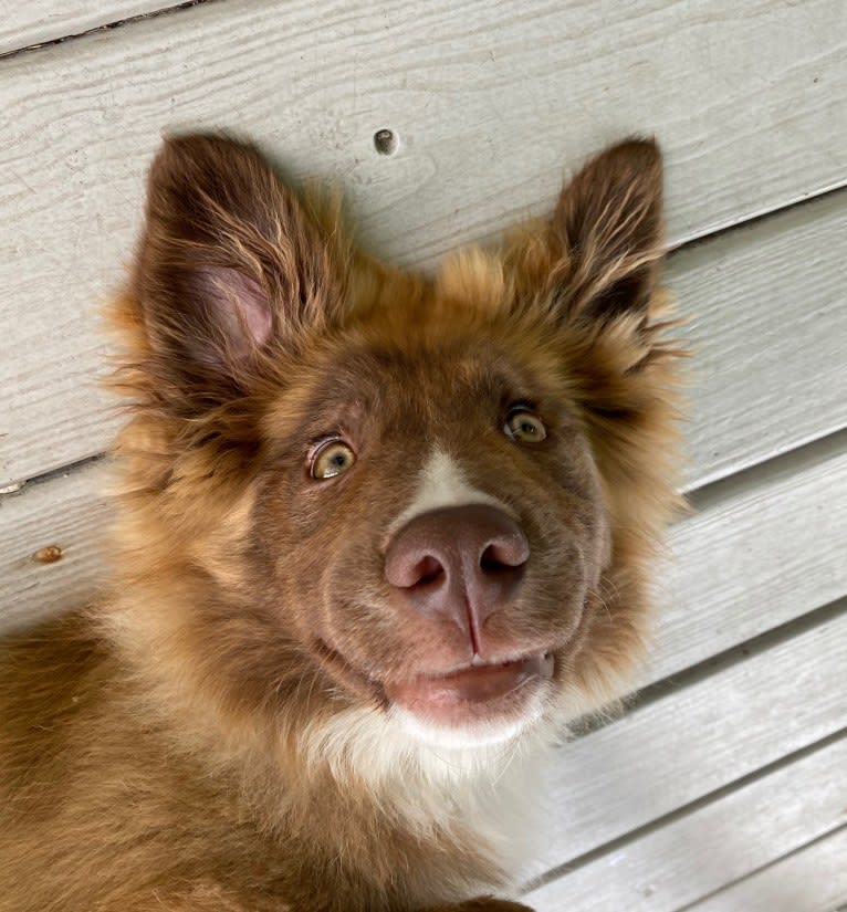 Summit, a Border Collie and Great Pyrenees mix tested with EmbarkVet.com