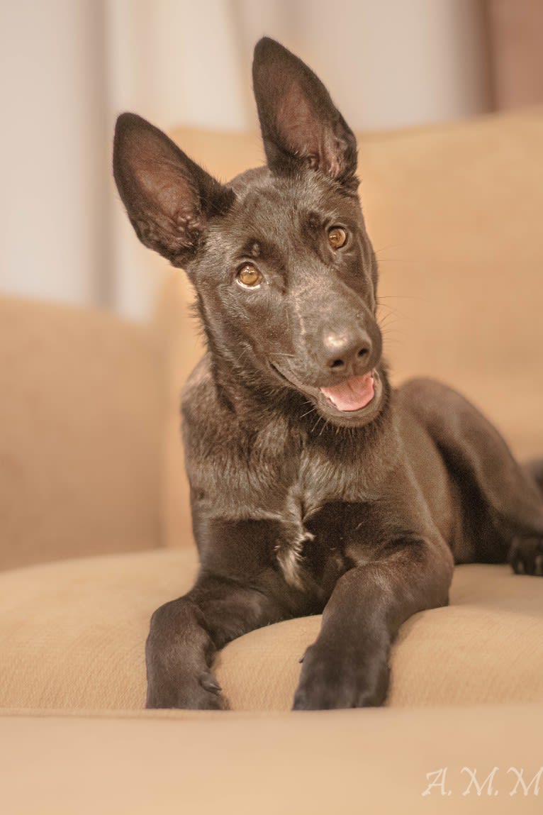 Franky, a Belgian Shepherd tested with EmbarkVet.com