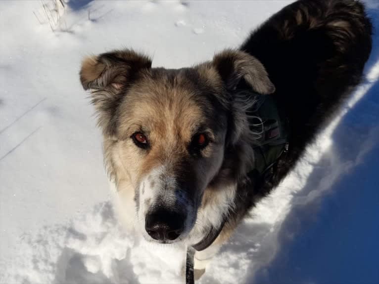 Mr Fluffy Russian Dog, a West Asian Village Dog tested with EmbarkVet.com