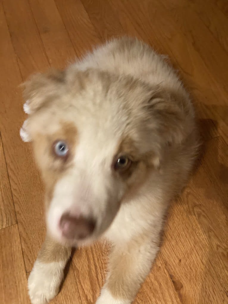 Laika, an Australian Shepherd tested with EmbarkVet.com