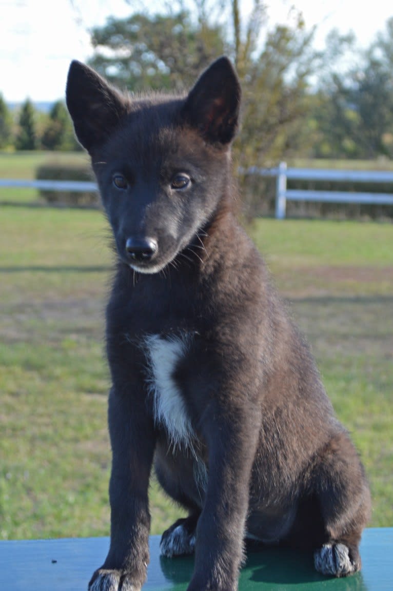 Zena, a Siberian Husky and German Shepherd Dog mix tested with EmbarkVet.com