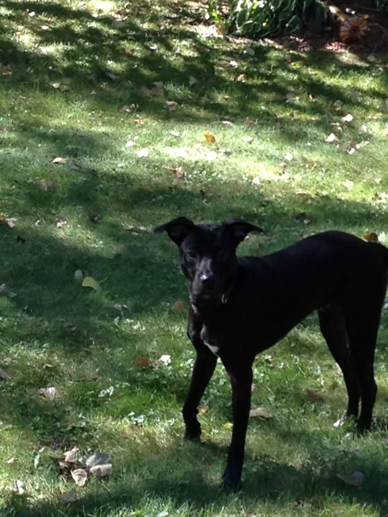 Eski Walters, an American Bulldog and Golden Retriever mix tested with EmbarkVet.com