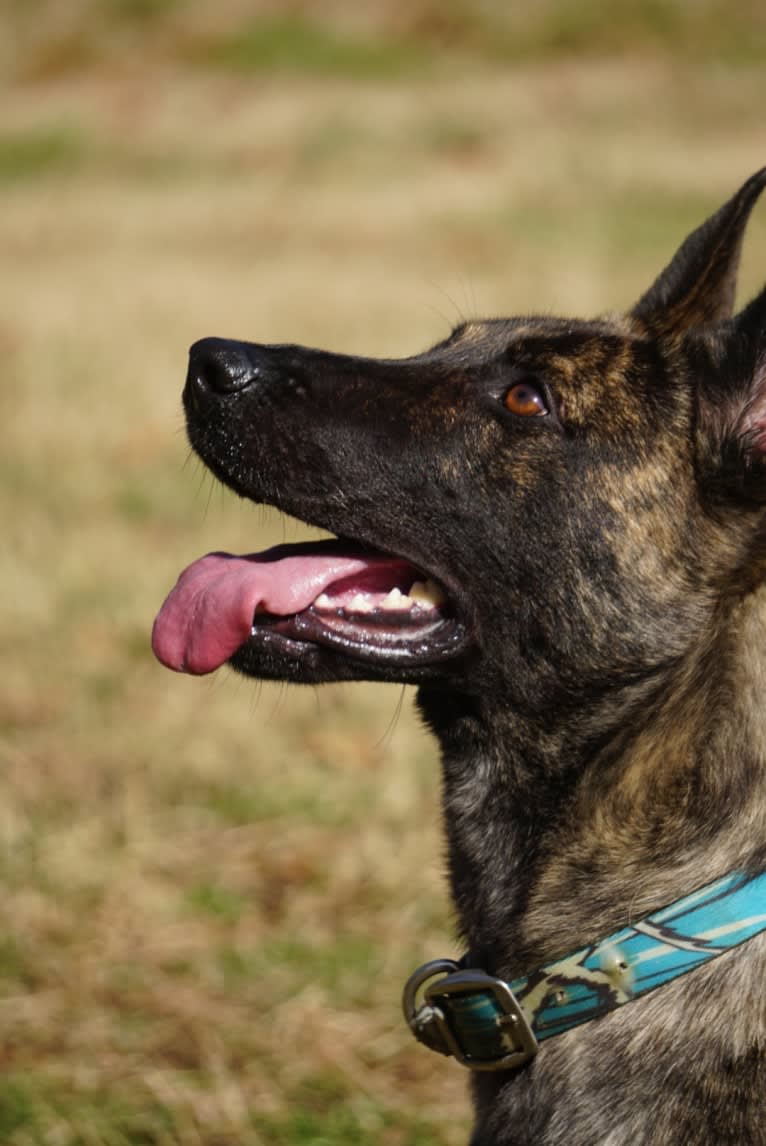 Jinx Van Patriot, a Dutch Shepherd and German Shepherd Dog mix tested with EmbarkVet.com