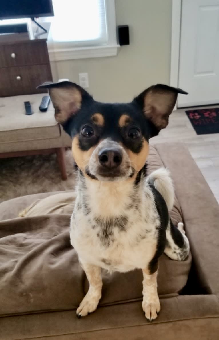 Trigger, a Chihuahua and Australian Cattle Dog mix tested with EmbarkVet.com