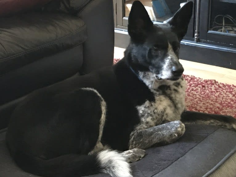 Bandit, a German Shepherd Dog and Border Collie mix tested with EmbarkVet.com