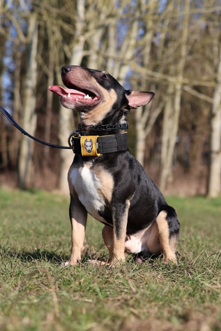 Saber, a Miniature Bull Terrier tested with EmbarkVet.com