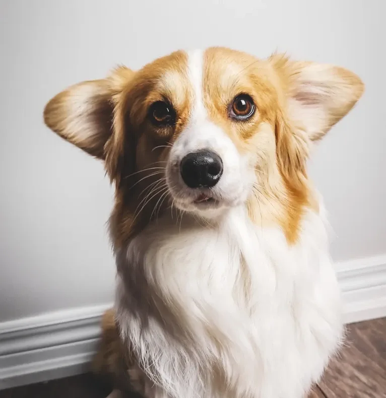 Cheza, a Pembroke Welsh Corgi and Samoyed mix tested with EmbarkVet.com