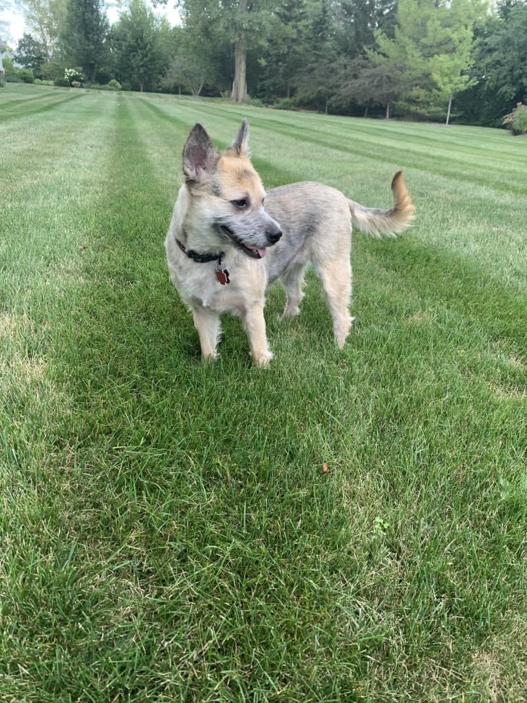 Macey, an Australian Cattle Dog and Chihuahua mix tested with EmbarkVet.com