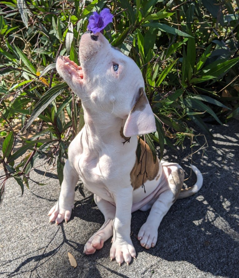 Skips, an American Pit Bull Terrier and American Bulldog mix tested with EmbarkVet.com