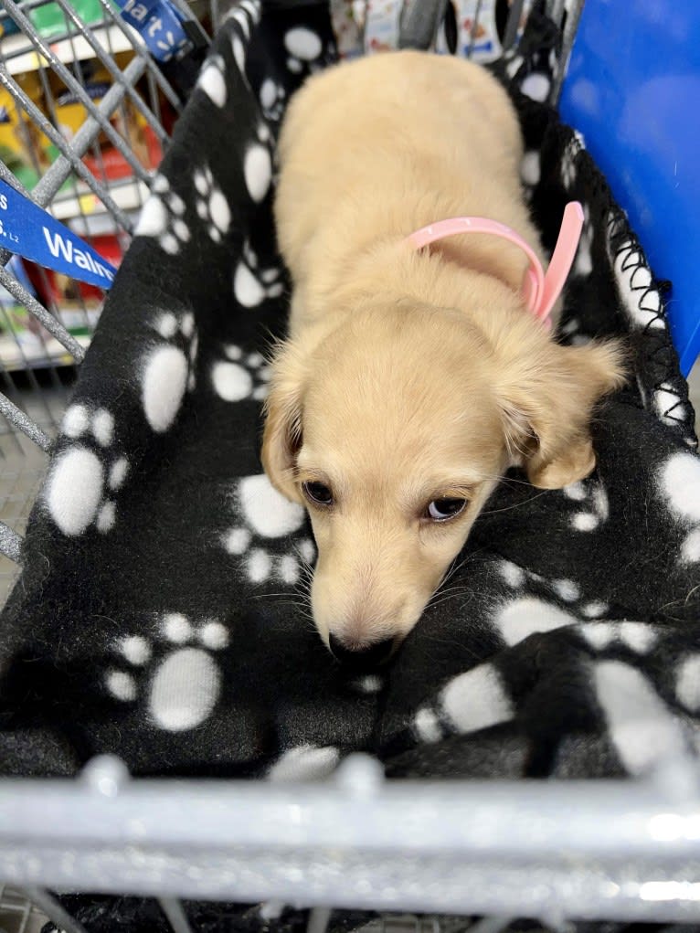 Daisy, a Dachshund tested with EmbarkVet.com