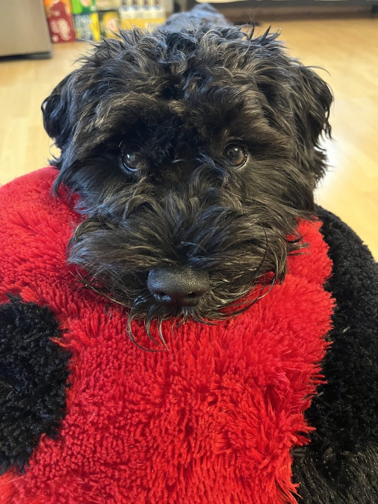 Maxwell (Supaypawawa), a Miniature Schnauzer and Silky Terrier mix tested with EmbarkVet.com