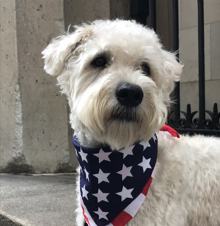 Benji Borden, a Soft Coated Wheaten Terrier tested with EmbarkVet.com