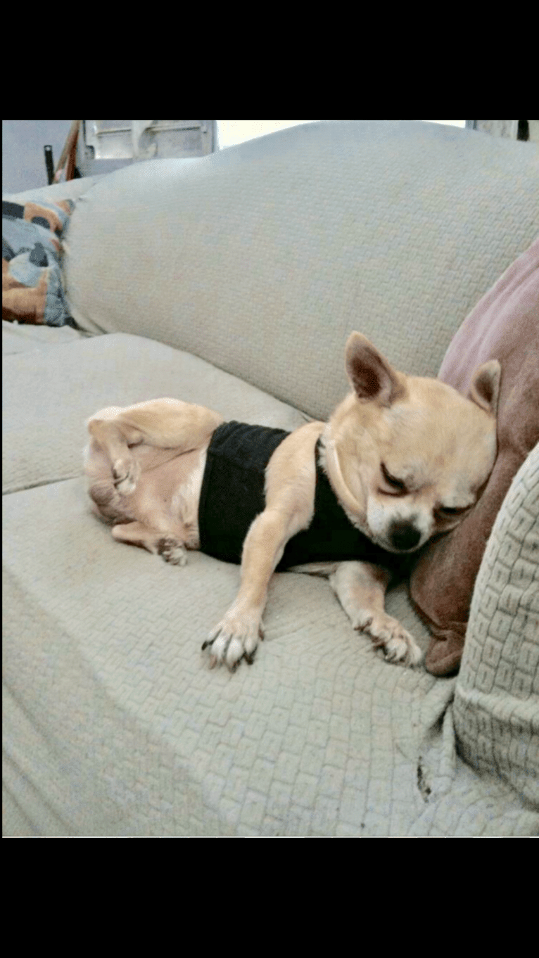 Brooklyn González, a Chihuahua tested with EmbarkVet.com