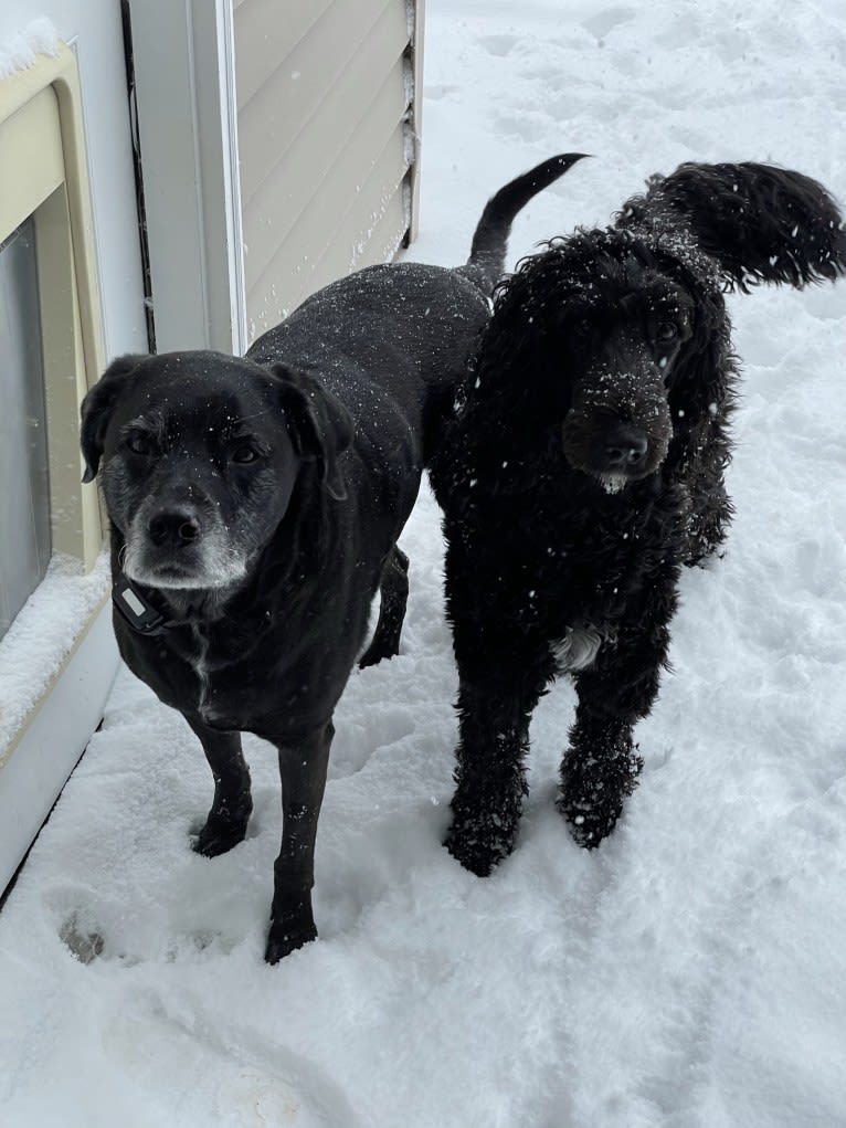 Juno, a Poodle (Standard) and English Cocker Spaniel mix tested with EmbarkVet.com