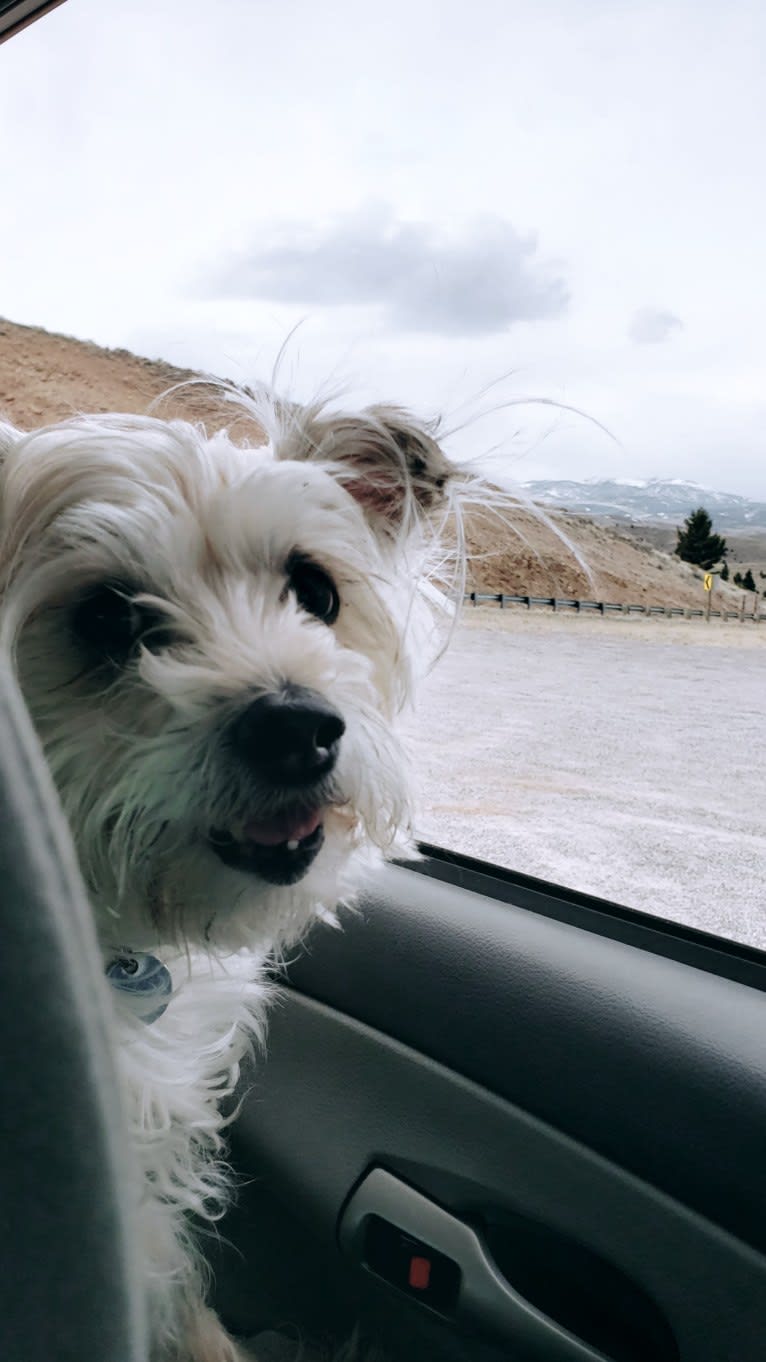 Oliver, a Miniature Schnauzer and Russell-type Terrier mix tested with EmbarkVet.com