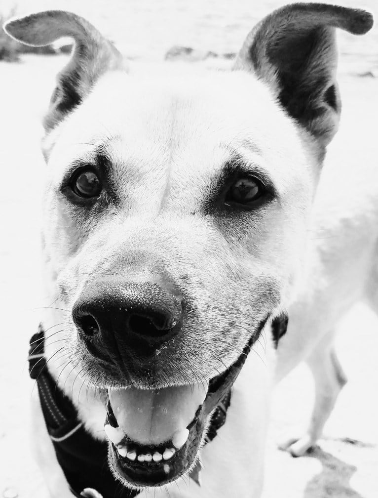 Victor, a Chow Chow and American Pit Bull Terrier mix tested with EmbarkVet.com