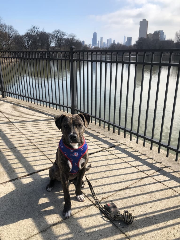 Mackey, an American Pit Bull Terrier tested with EmbarkVet.com