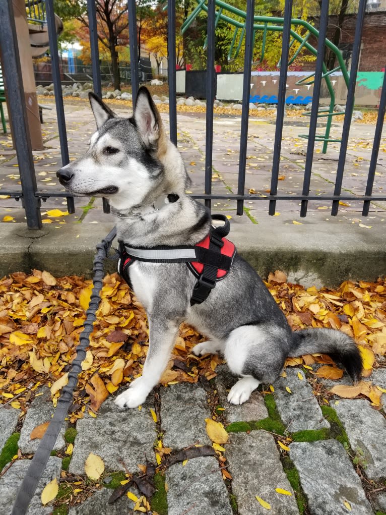 Xena, a Pungsan tested with EmbarkVet.com