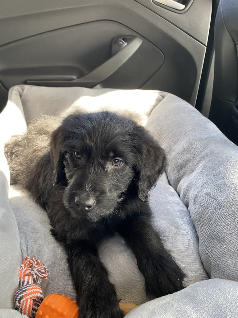 Levi, a Labradoodle tested with EmbarkVet.com