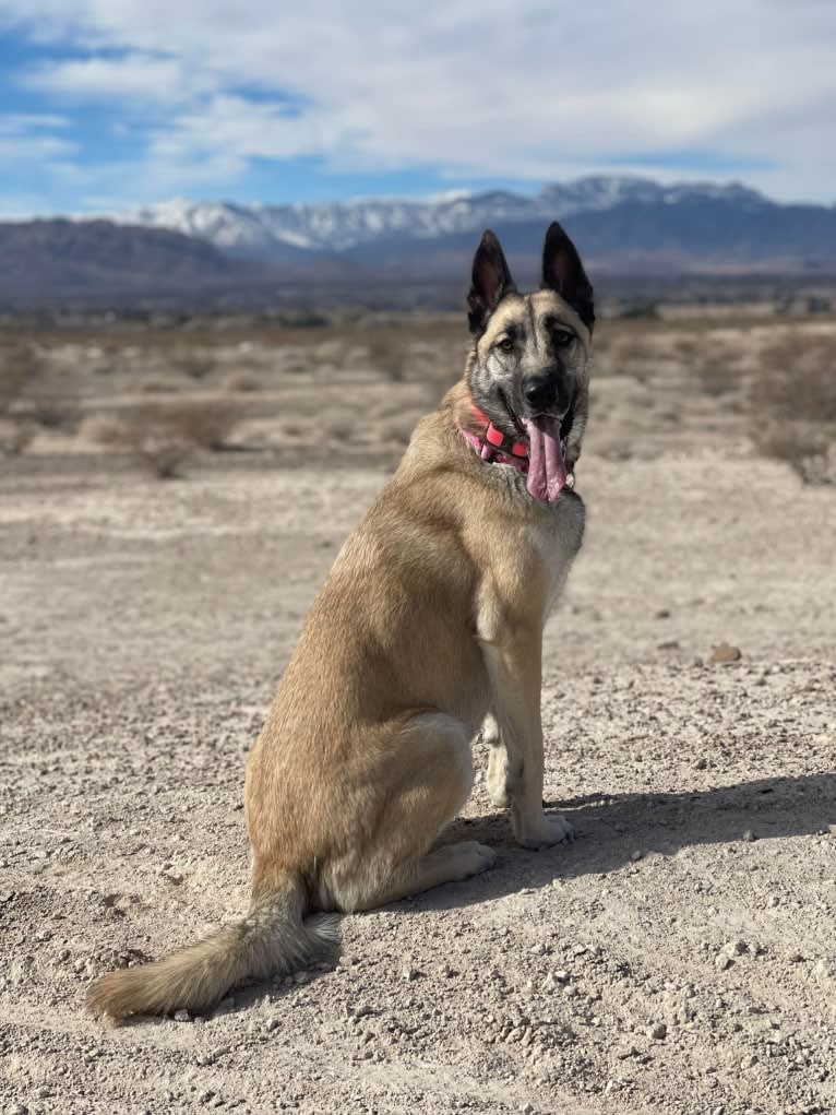 Ripley, a Belgian Malinois and Siberian Husky mix tested with EmbarkVet.com