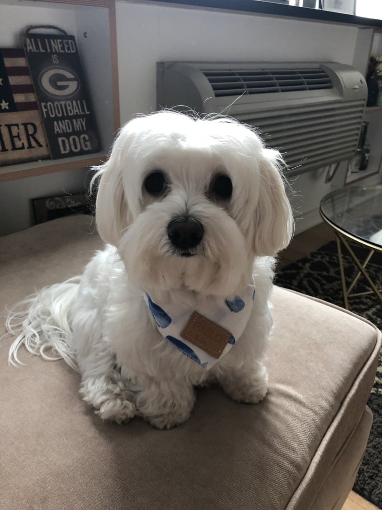 Brody, a Maltese tested with EmbarkVet.com