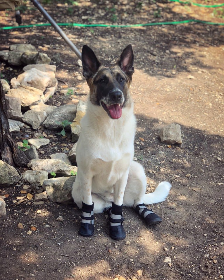 Eris, a German Shepherd Dog and Chow Chow mix tested with EmbarkVet.com