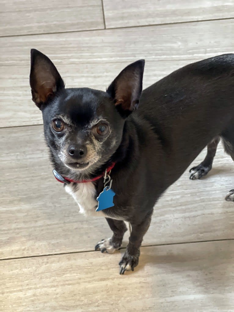 Tango, a Chihuahua tested with EmbarkVet.com