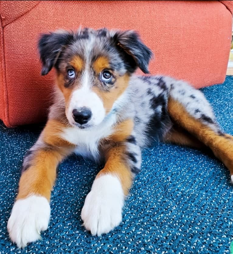 Remi, an Australian Shepherd and Border Collie mix tested with EmbarkVet.com