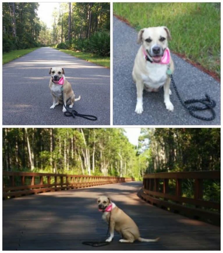 River, an American Pit Bull Terrier and Rottweiler mix tested with EmbarkVet.com