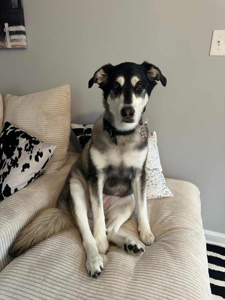 Keira, an Alaskan Malamute and Siberian Husky mix tested with EmbarkVet.com