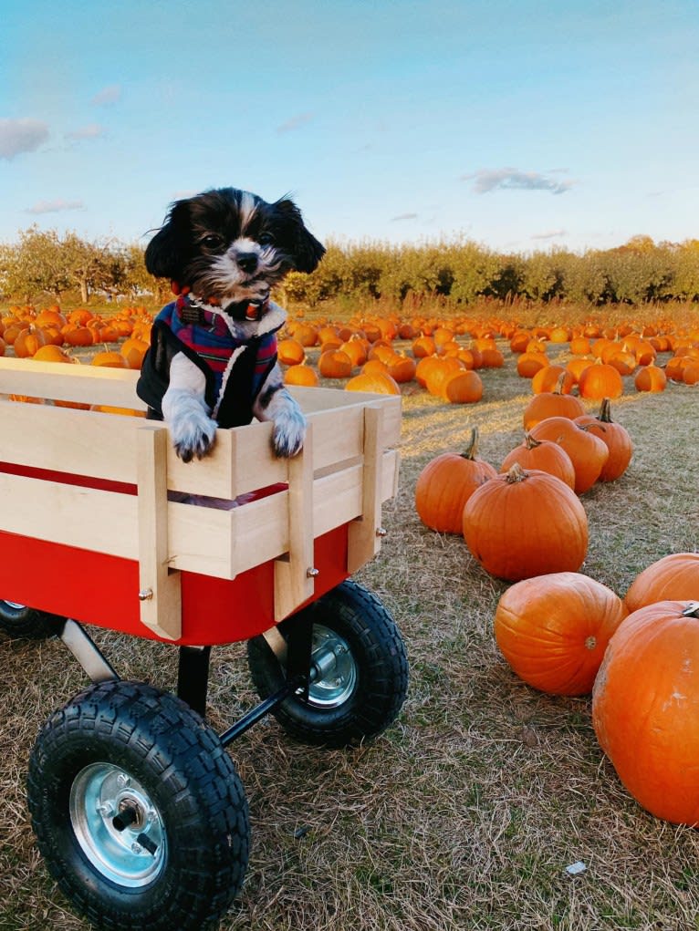 Texas Pete, a Shih Tzu and Maltese mix tested with EmbarkVet.com